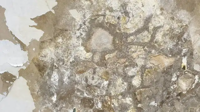 A wall with peeling paint caused by damp